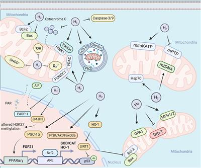 Mitochondria: one of the vital hubs for molecular hydrogen’s biological functions